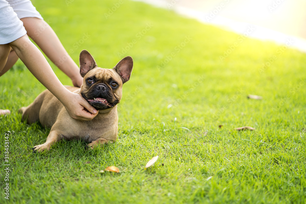 cute french bulldog playing with it's owner at park.