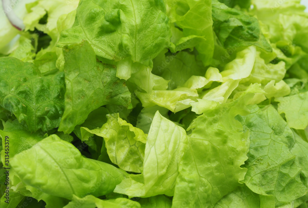 Hojas de lechuga cortadas en primer plano. Dieta. Hojas de lechuga cortadas en primer plano. Dieta.