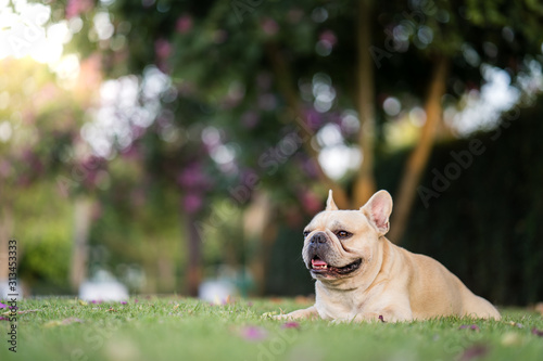 Cute french bulldog lying on grass in parkl photo