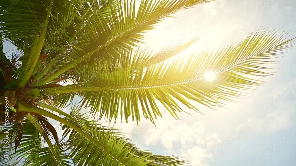 The wind blew swaying coconut leaves and the sun shone down.