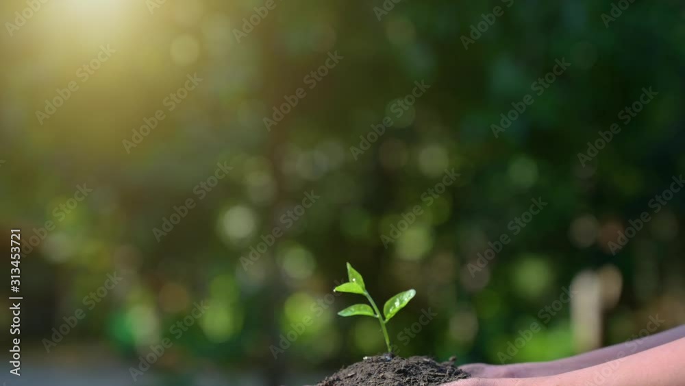 People are planting trees in their hands. There are trees, ideas for nature and environment conservation. People are planting trees in their hands. There are trees, ideas for nature and environment conservation.
