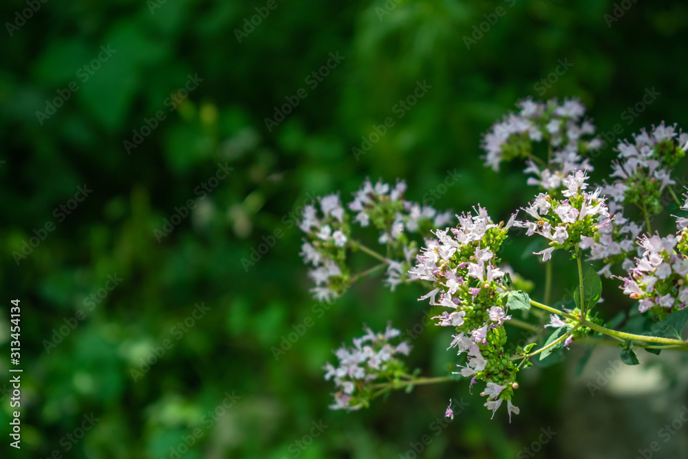 Beautiful Origanum vulgare L. flowers with a green background, shot in the nature Beautiful Origanum vulgare L. flowers with a green background, shot in the nature