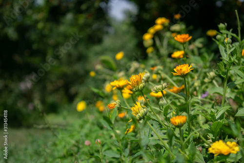 Beautiful and colorful calendula flowers with a blurred green background, in the nature
