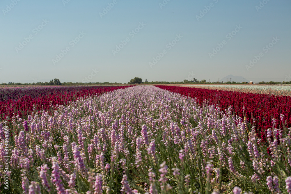 pink, white, yellow, and purple flowers blooming in stripes in a flower field