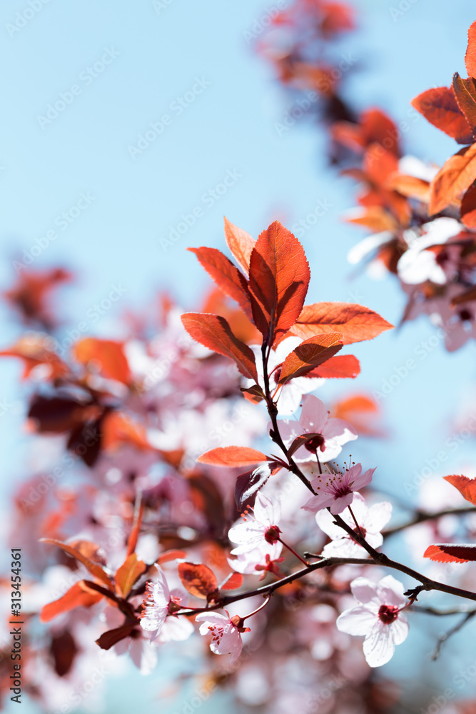 tree branch with buds and flowers tree branch with buds and flowers