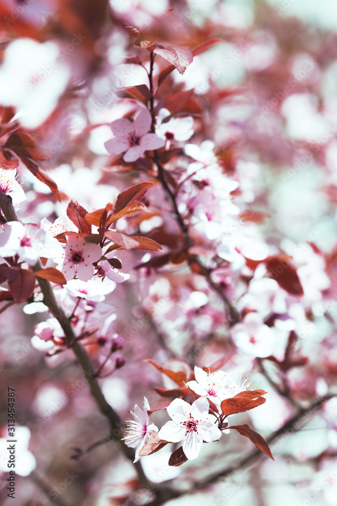 tree branch with buds and flowers