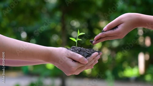 People are planting trees in their hands. There are trees, ideas for nature and environment conservation.