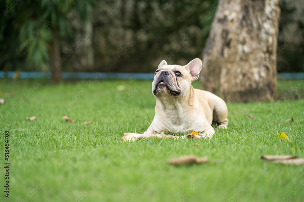 Cute french bulldog lying at park with rawhide bone.