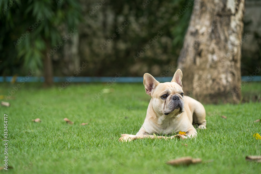 Cute french bulldog lying at park with rawhide bone.