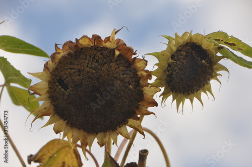 sunflowers