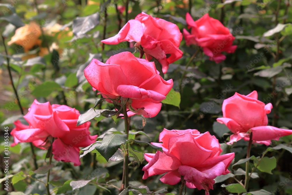 Beautiful pink roses blooming outdoors
