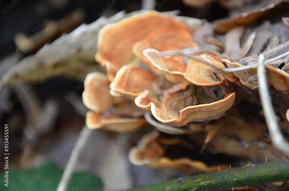 Fototapeta premium Fungi in winter