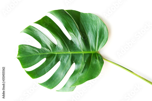 Isolate Dark green Monstera large leaves  philodendron tropical foliage plant growing in wild on white background with clipping path concept for flat lay summer greenery leaf texture rainforest floral