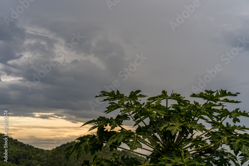 Papaya tree against sunset scape.