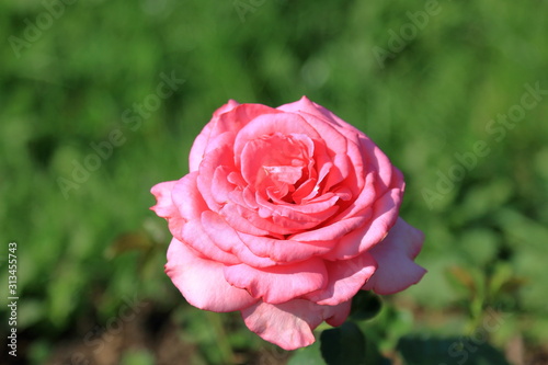 Beautiful pink rose on a blurry green background