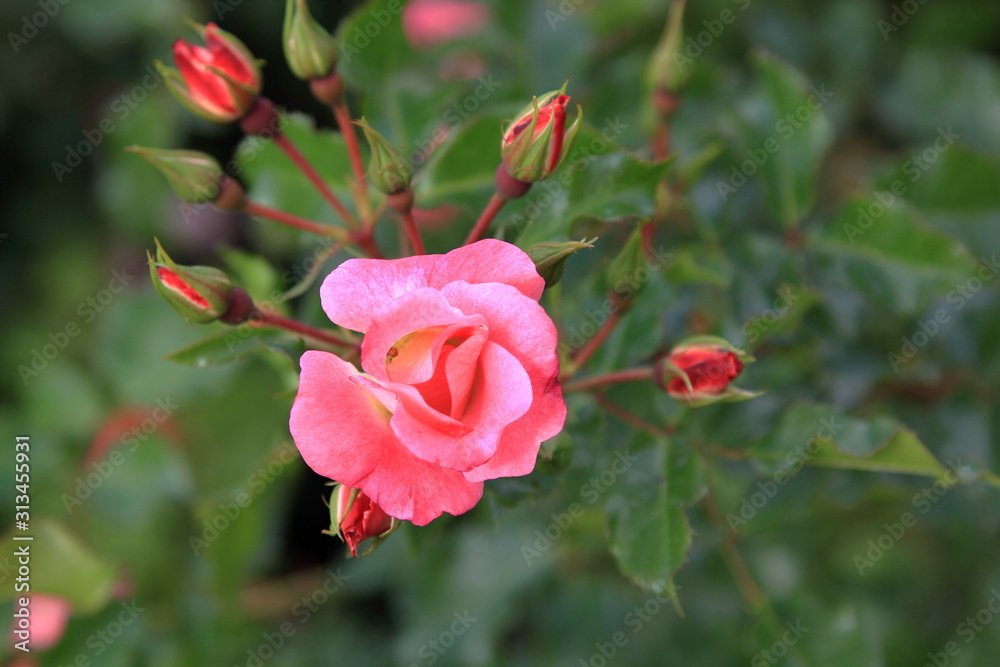 Picturesque pink rose and red buds on a blurred green background