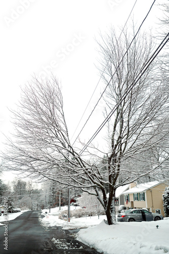 tree trimmed for electricity line in snow day in residential area