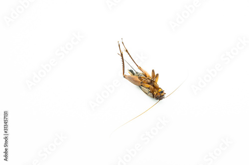 Dead Cricket isolated on white background. © tienuskin