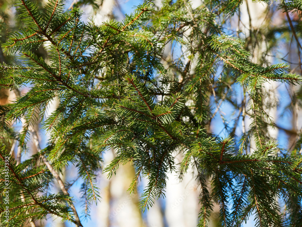 (Abies alba) Rameaux de sapin blanc typique de Forêt-Noire aux aiguilles non piquantes en peigne de couleur vert foncé (Abies alba) Rameaux de sapin blanc typique de Forêt-Noire aux aiguilles non piquantes en peigne de couleur vert foncé