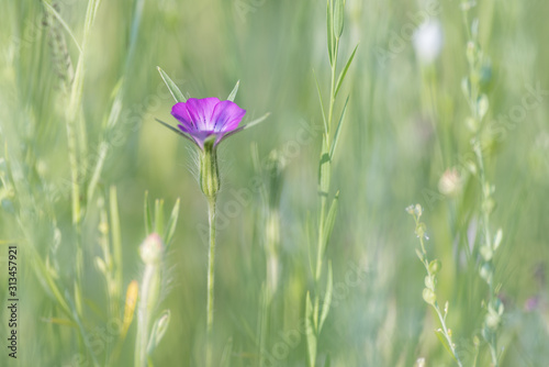 common corn-cockle in a flower meadow