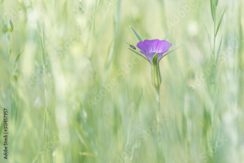common corn-cockle in a flower meadow