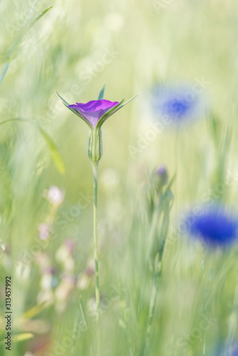 common corn-cockle in a flower meadow