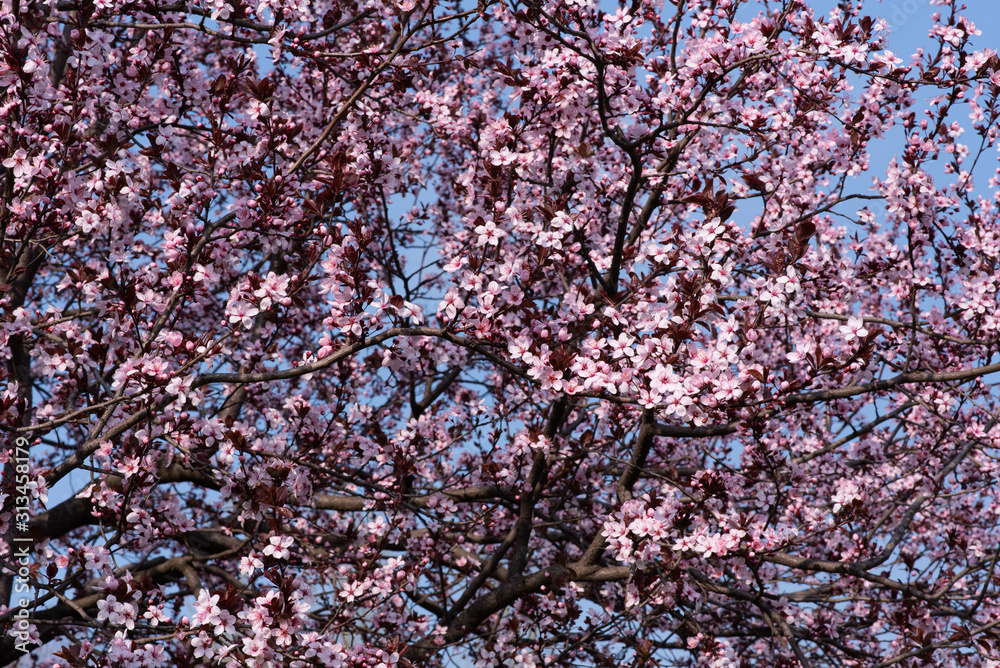 Flowering peach tree in spring. Flowering peach tree in spring.