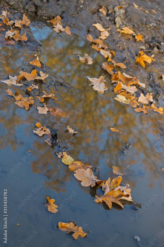 Dry fallen from the oak yellow autumn leaves lying on the calm surface of the water reflecting the branches of trees in a puddle left after a recent rain surrounded by wet soil Dry fallen from the oak yellow autumn leaves lying on the calm surface of the water reflecting the branches of trees in a puddle left after a recent rain surrounded by wet soil