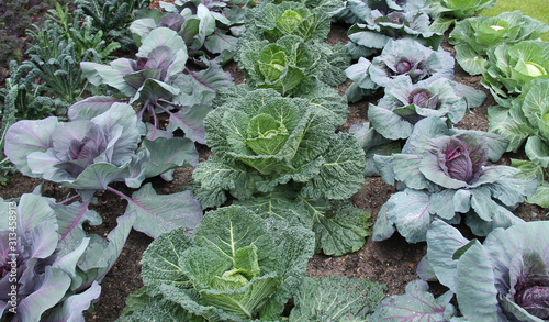 Some Healthy Cabbages Growing in a Vegetable Garden.