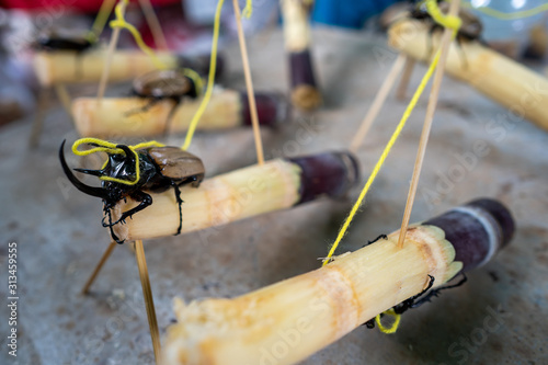 Rhinoceros Beetle,Scarab Beetle or Dynastes hercules on a sugar cane. photo