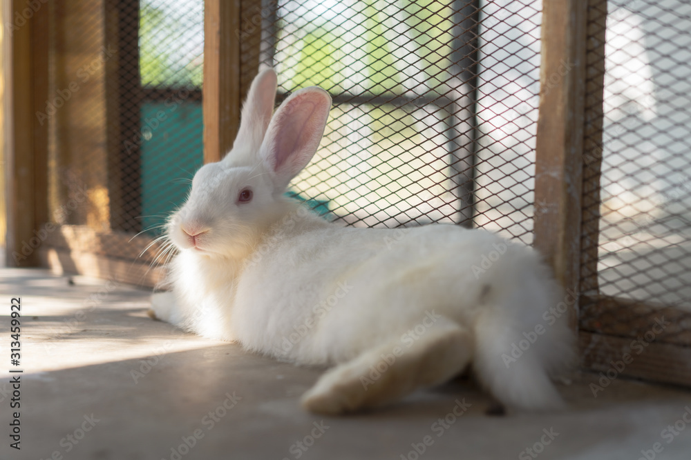 White Rabbit laying down in cage White Rabbit laying down in cage