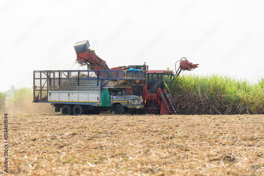 Fototapeta premium harvest the sugarcane by Sugarcane harvester 