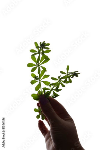 Fotografie Girl's hand holds a leaf, plant - silhouette, gift