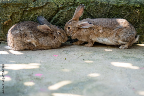 Cute brown rabbit lying in shade at ground. photo