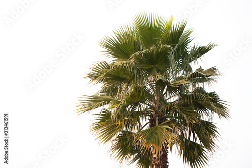 Photo of a green palm tree on a white background.