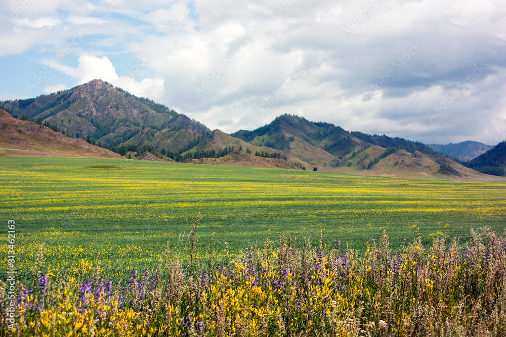 Beautiful mountain landscape - small mountains and hills, yellow field of colza and alfalfa. The sky in the clouds, summer day