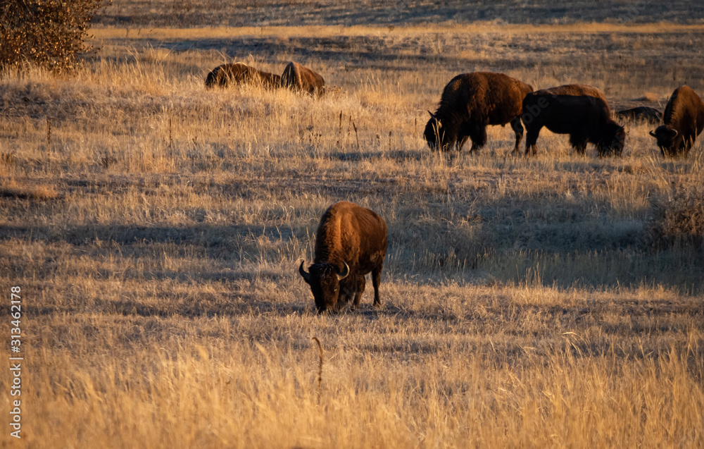 A herd of buffalo grazing on the plains. A herd of buffalo grazing on the plains.