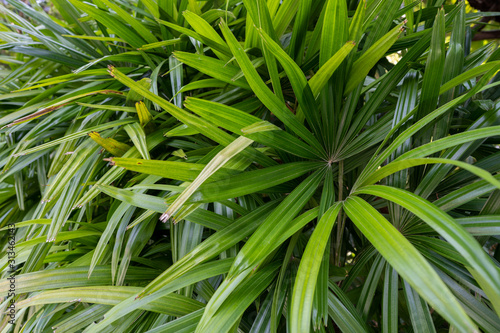 Greenery tropical plant outdoor.