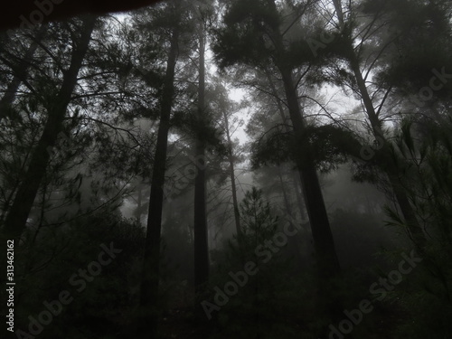 very dark woods in rain
