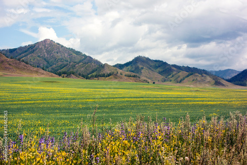 Beautiful mountain landscape - small mountains and hills  yellow field of colza and alfalfa. The sky in the clouds  summer day