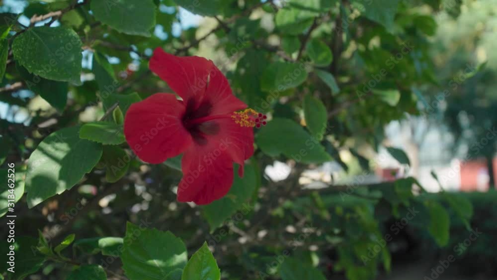 Single red hibiscus flower sways in breeze on green bush, copy space Single red hibiscus flower sways in breeze on green bush, copy space