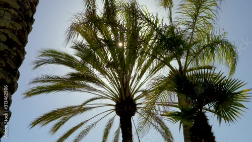 Looking into the tropical sun through palm tree fronds.