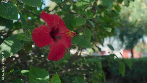 One red hibiscus flower on green bush, Close Up Wraparound Shot photo