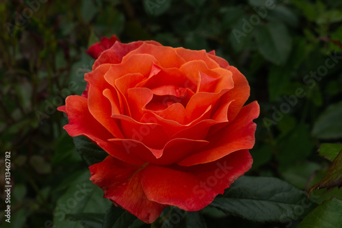 Single rose isolated with leaves on green background.