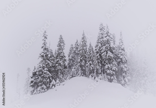 Winter Tree Scene in Snow