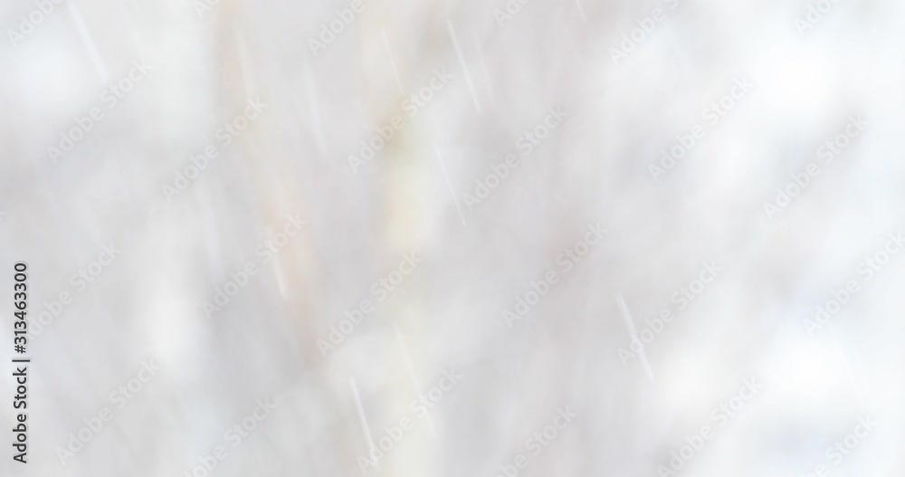 Snow falls on blurry trees background. Snow falls on blurry trees background.
