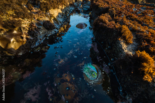 California Tide Pools with Sea Anemone