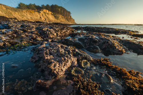 California Tide Pools photo