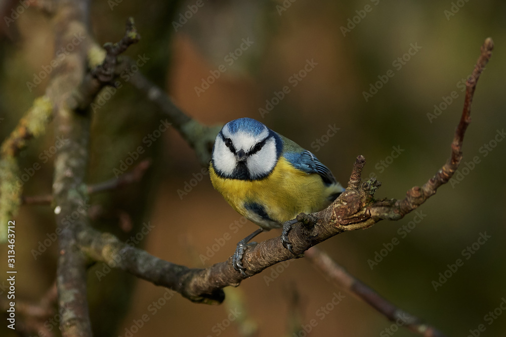 Fototapeta premium Blue Tit (Cyanistes caeruleus)