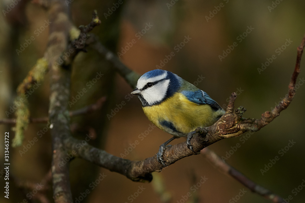 Obraz premium Blue Tit (Cyanistes caeruleus)
